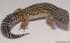 Sold - High Yellow het Radar Female Leopard Gecko For Sale M27F62080318F