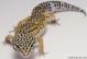 Sold - High Yellow het Radar Female Leopard Gecko For Sale M27F62081718F 1