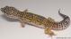 Sold - High Yellow het Radar Female Leopard Gecko For Sale M27F62081718F 2