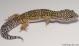Sold - High Yellow het Radar Female Leopard Gecko For Sale M27F62081718F