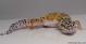 Sold - High Yellow het Tremper Albino Female Leopard Gecko For Sale M25F81070218F 1