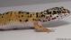 Sold - High Yellow het Tremper Albino Female Leopard Gecko For Sale M25F81070118F 1