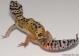 Sold - High Yellow het Tremper Albino Female Leopard Gecko For Sale M25F81070118F 2