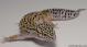 Sold - High Yellow het Tremper Albino Female Leopard Gecko For Sale M27F30071218F 1