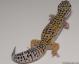 Sold - High Yellow het Tremper Albino Female Leopard Gecko For Sale M27F30071218F 2
