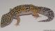 Sold - High Yellow het Tremper Albino Female Leopard Gecko For Sale M27F30071218F