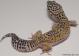 Sold - High Yellow het Tremper Female Leopard Gecko For Sale M27F30071318F 1