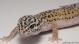 Sold - High Yellow het Tremper Female Leopard Gecko For Sale M27F30071318F 2