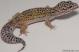 Sold - High Yellow het Tremper Female Leopard Gecko For Sale M27F30071318F