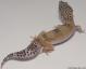 Sold - High Yellow het Tremper Albino Female Leopard Gecko For Sale M27F60061018F 1