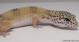 Sold - High Yellow het Tremper Albino Female Leopard Gecko For Sale M27F60061018F 2
