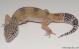 Sold - High Yellow het Tremper Albino Female Leopard Gecko For Sale M27F60061018F