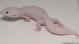 Sold - Mack Snow Diablo Blanco Female Leopard Gecko For Sale M26F85071818F 2