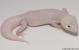 Sold - Mack Snow Diablo Blanco Female Leopard Gecko For Sale M26F85071818F2