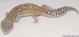 Sold - Mack Snow Eclipse Female Leopard Gecko For Sale M23F57061718F 1