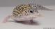 Sold - Mack Snow Eclipse Female Leopard Gecko For Sale M23F57061718F 2