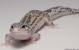 Sold - Mack Snow Eclipse Female Leopard Gecko For Sale M23F57063018F 1