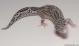 Sold - Mack Snow Eclipse Female Leopard Gecko For Sale M23F57063018F 2