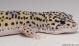 Sold - Mack Snow Eclipse het Rainwater Albino Female Leopard Gecko For Sale M23F57070218F 1