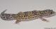 Sold - Mack Snow Eclipse het Rainwater Albino Female Leopard Gecko For Sale M23F57070218F 2