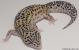Sold - Mack Snow Eclipse het Rainwater Albino Female Leopard Gecko For Sale M23F57070218F