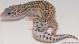 Sold - Mack Snow Eclipse het Tremper Female Leopard Gecko For Sale M25F59072818F 1
