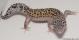Sold - Mack Snow Eclipse het Tremper Female Leopard Gecko For Sale M25F59072818F 2