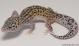 Sold - Mack Snow Eclipse het Tremper Female Leopard Gecko For Sale M25F59072818F