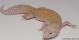 Sold - Mack Snow Raptor Female Leopard Gecko For Sale M25F59071418F