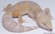 Sold - Mack Snow Tremper Albino het Eclipse Female Leopard Gecko For Sale M25F590714F2 2