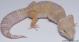 Sold - Mack Snow Tremper Albino het Eclipse Female Leopard Gecko For Sale M25F590714F2