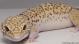 Sold - Radar het White Knight Female Leopard Gecko For Sale F70071216F 1