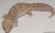 Sold - Radar het White Knight Female Leopard Gecko For Sale F70071216F 2