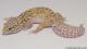 Sold - Radar het White Knight Female Leopard Gecko for Sale M22F66091017F 2