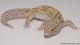 Sold - Radar het White Knight Female Leopard Gecko for Sale M22F66091017F