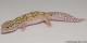 Sold - Radar het White Knight Female Leopard Gecko For Sale M22F66102817F 1