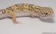 Sold - Radar het White Knight Female Leopard Gecko For Sale M22F66102817F 2