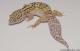 Sold - Radar het White Knight Female Leopard Gecko For Sale M22F66102817F