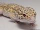 Sold - Radar het White Knight Male Leopard Gecko For Sale M22F66092417F2 1