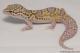 Sold - Radar het White Knight Male Leopard Gecko For Sale M22F66092417F2