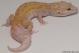 Sold - RAPTOR Female Leopard Gecko For Sale M25F51072418F 1