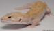 Sold - RAPTOR Female Leopard Gecko For Sale M25F51072418F 2
