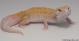 Sold - RAPTOR Female Leopard Gecko For Sale M25F51072418F 3