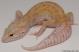 Sold - RAPTOR Female Leopard Gecko For Sale M25F51072418F