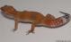 Sold - Super Hypo Tangerine Carrot-tail Baldy Male Leopard Gecko For Sale M1F90073018M2 1
