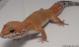 Sold - Super Hypo Tangerine Carrot-tail Baldy Male Leopard Gecko For Sale M1F90073018M2 2