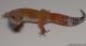 Sold - Super Hypo Tangerine Carrot-tail Baldy Male Leopard Gecko For Sale M1F90073018M2