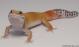 Sold - Super Hypo Tangerine Carrot-tail Baldy het Tremper Female Leopard Gecko For Sale M1F90082418F2 1