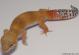Sold - Super Hypo Tangerine Carrot-tail Baldy het Tremper Female Leopard Gecko For Sale M1F90082418F2 2
