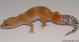 Sold - Super Hypo Tangerine Carrot-tail Baldy het Tremper Female Leopard Gecko For Sale M1F90082418F2